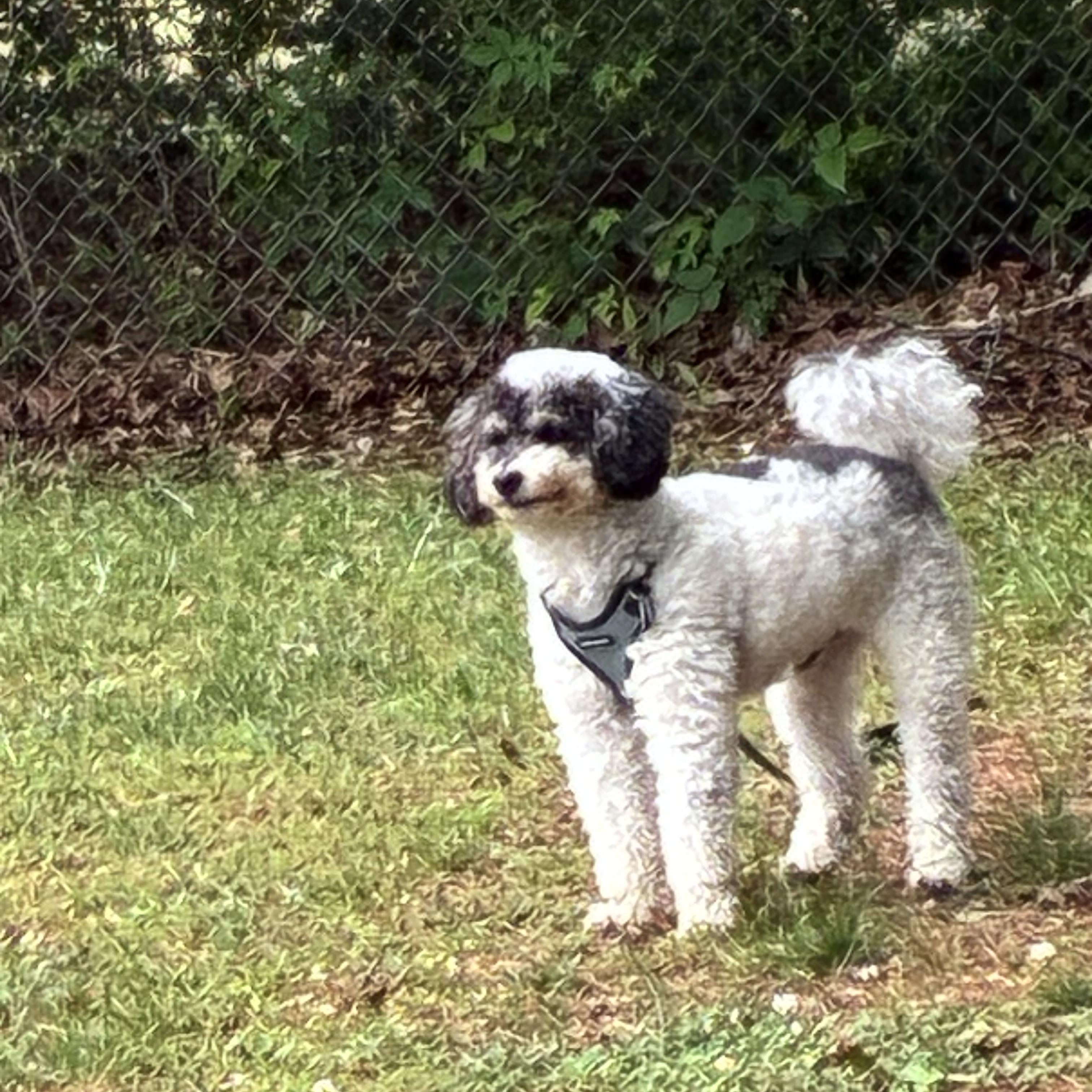 Enlarge Bodhi, a ADOPTABLE Miniature Poodle in Woodruff, SC image 3/6