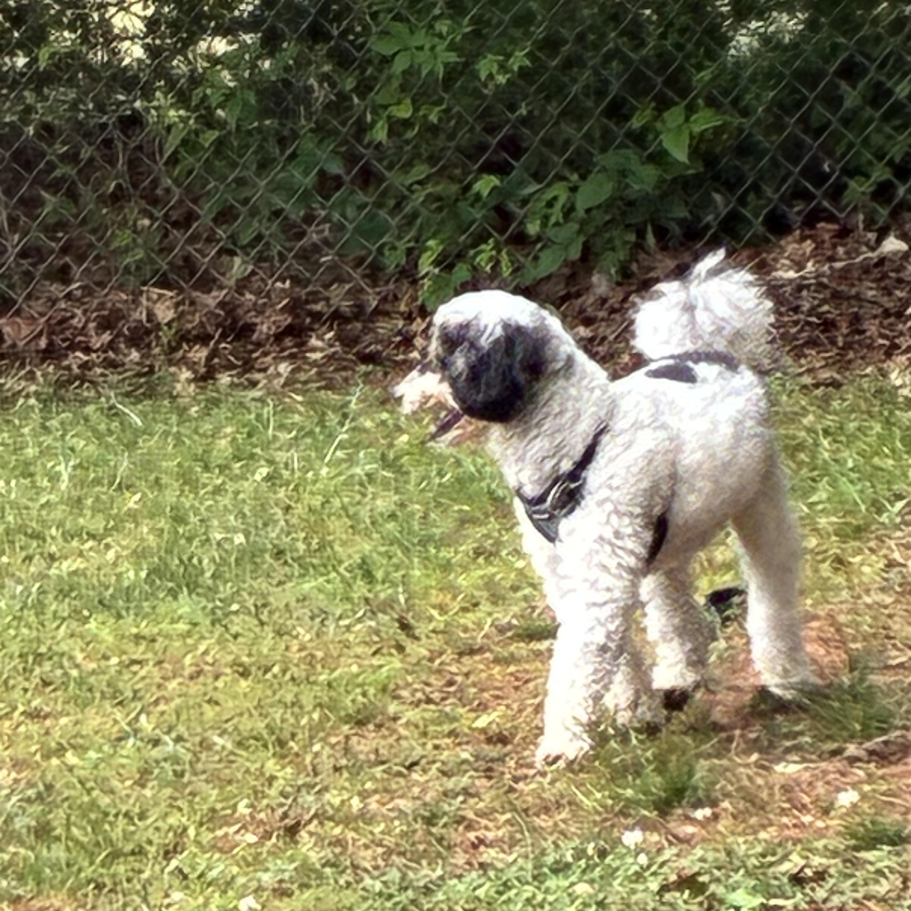 Enlarge Bodhi, a ADOPTABLE Miniature Poodle in Woodruff, SC image 5/6