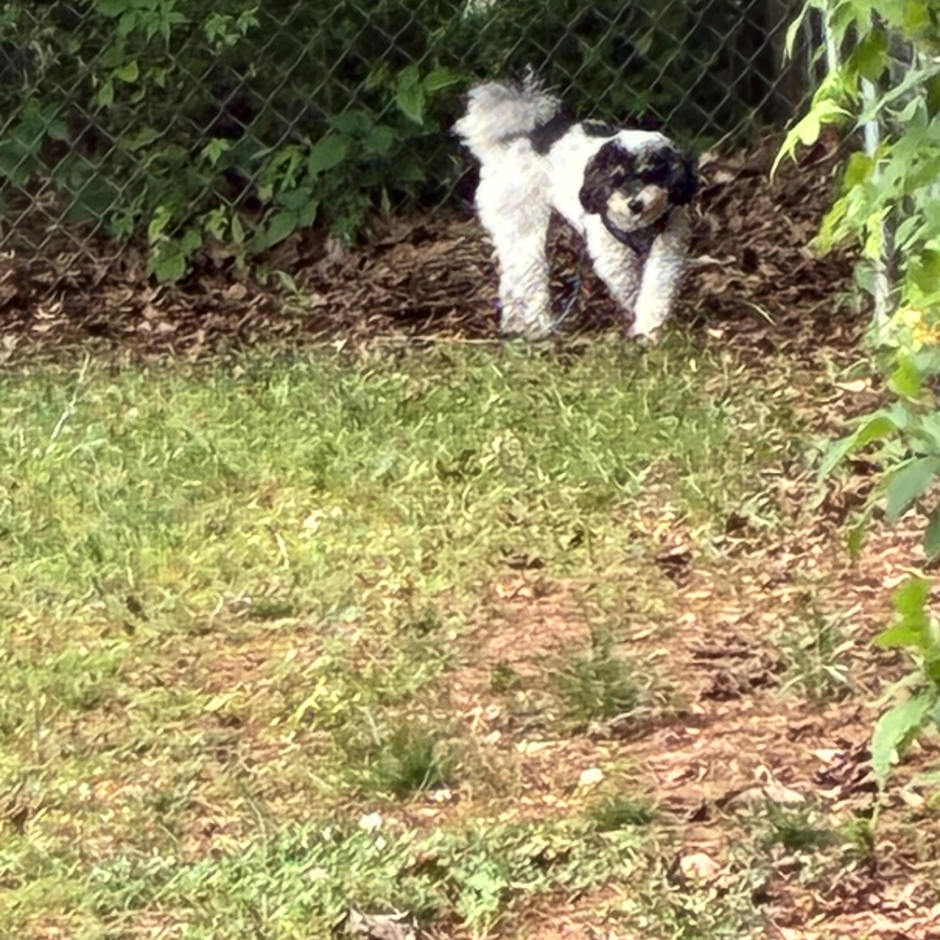 Enlarge Bodhi, a ADOPTABLE Miniature Poodle in Woodruff, SC image 2/6