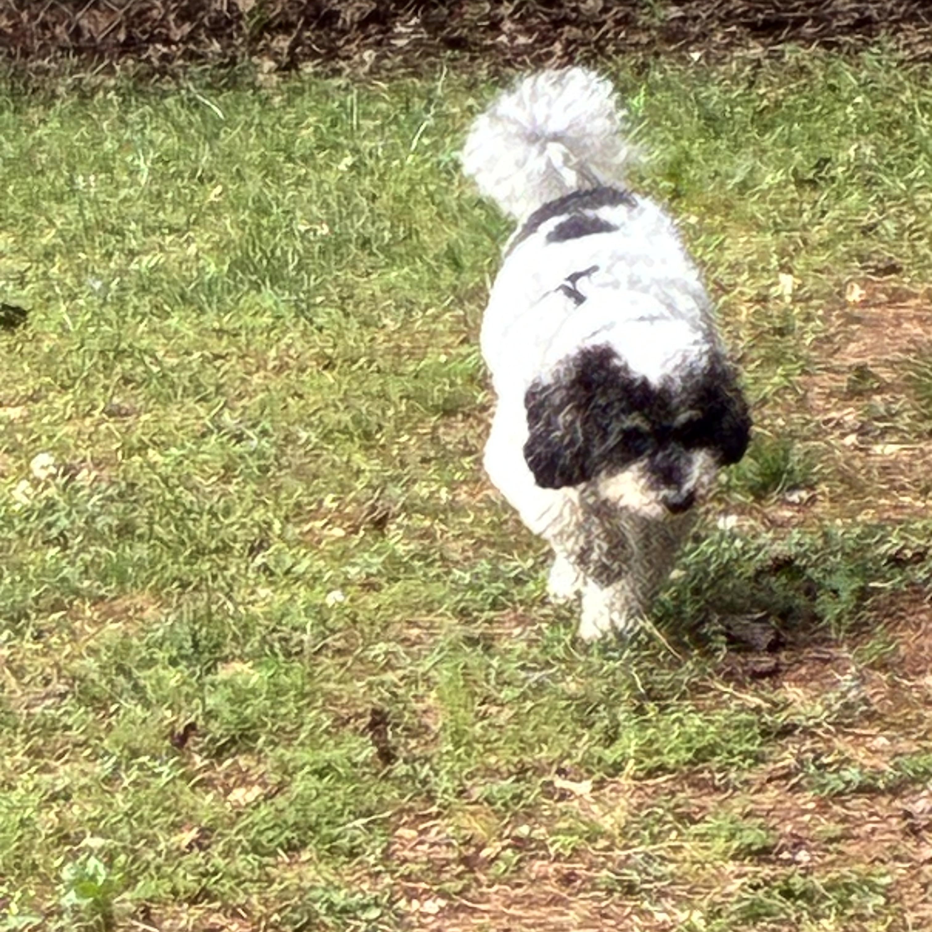 Enlarge Bodhi, a ADOPTABLE Miniature Poodle in Woodruff, SC image 6/6