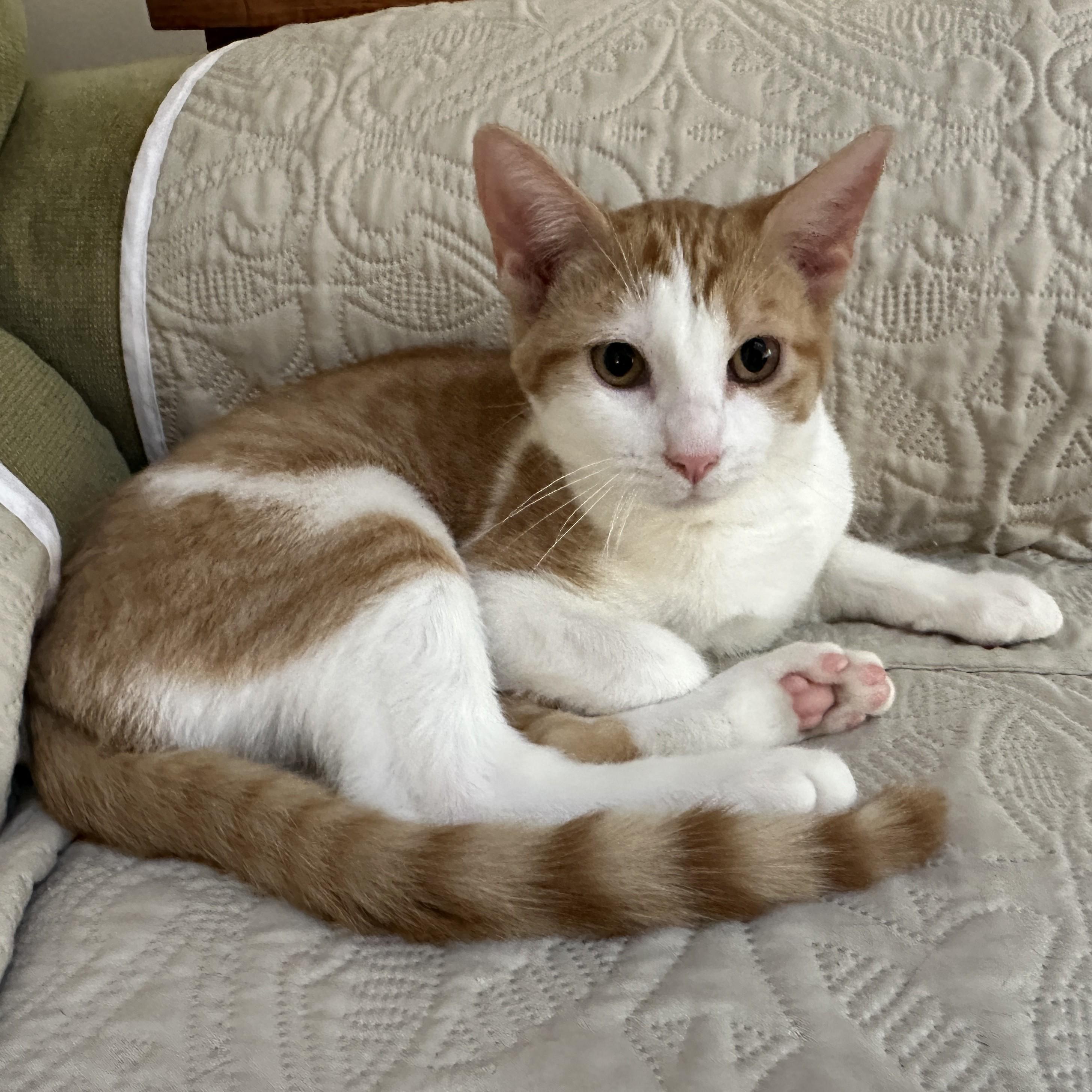 Enlarge Andie, a Adoptable Domestic Short Hair in Baltimore, MD image 1/5