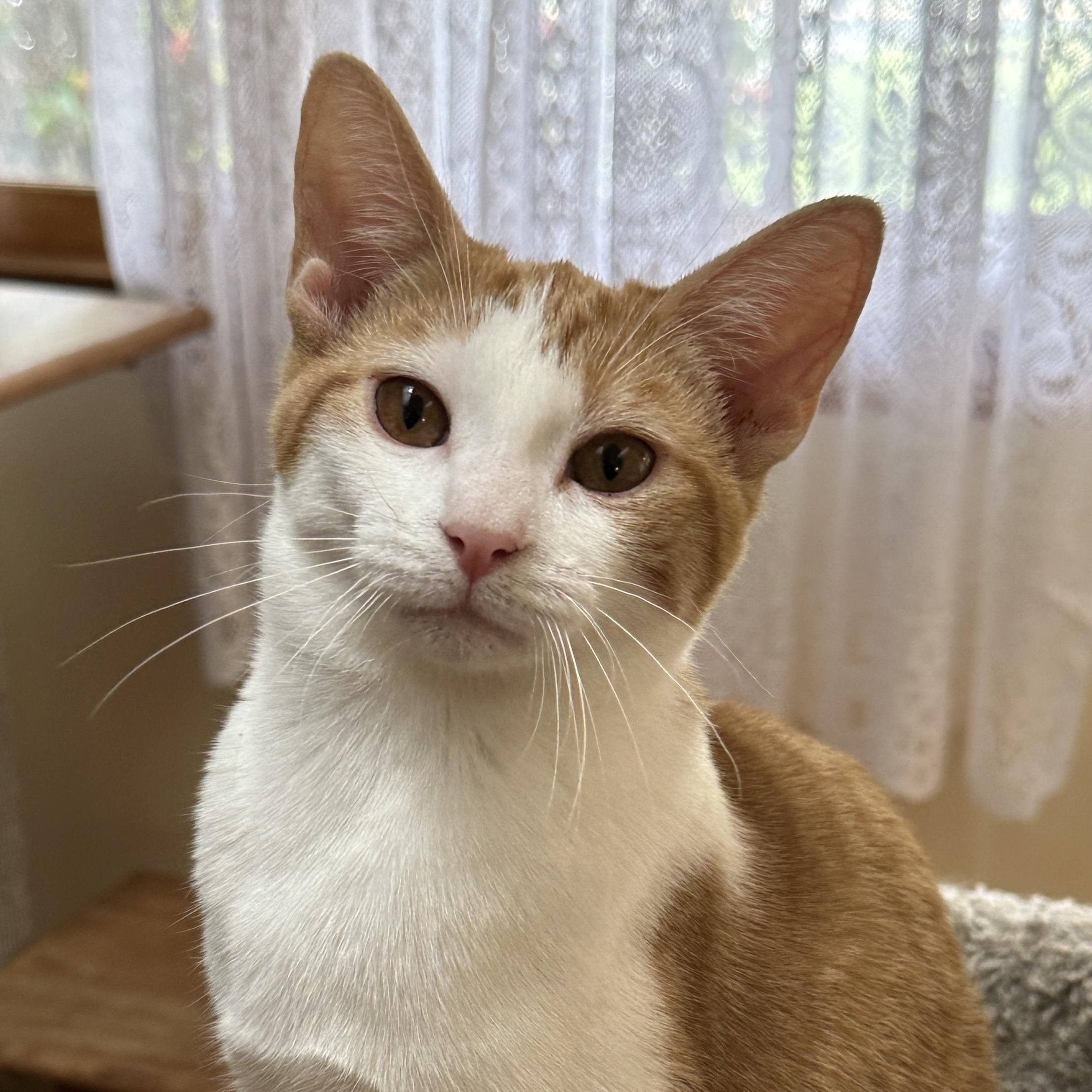 Andie, Adoptable, Young Female Domestic Short Hair.