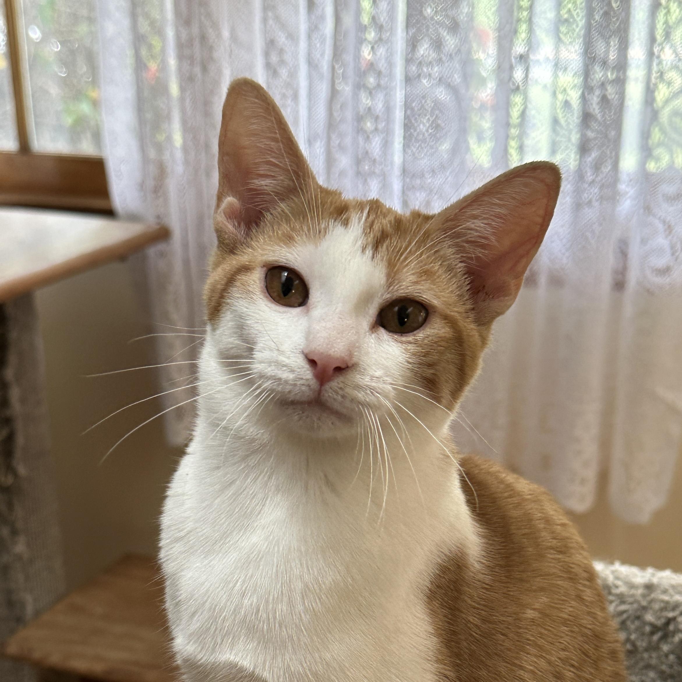 Enlarge Andie, a Adoptable Domestic Short Hair in Baltimore, MD image 4/5