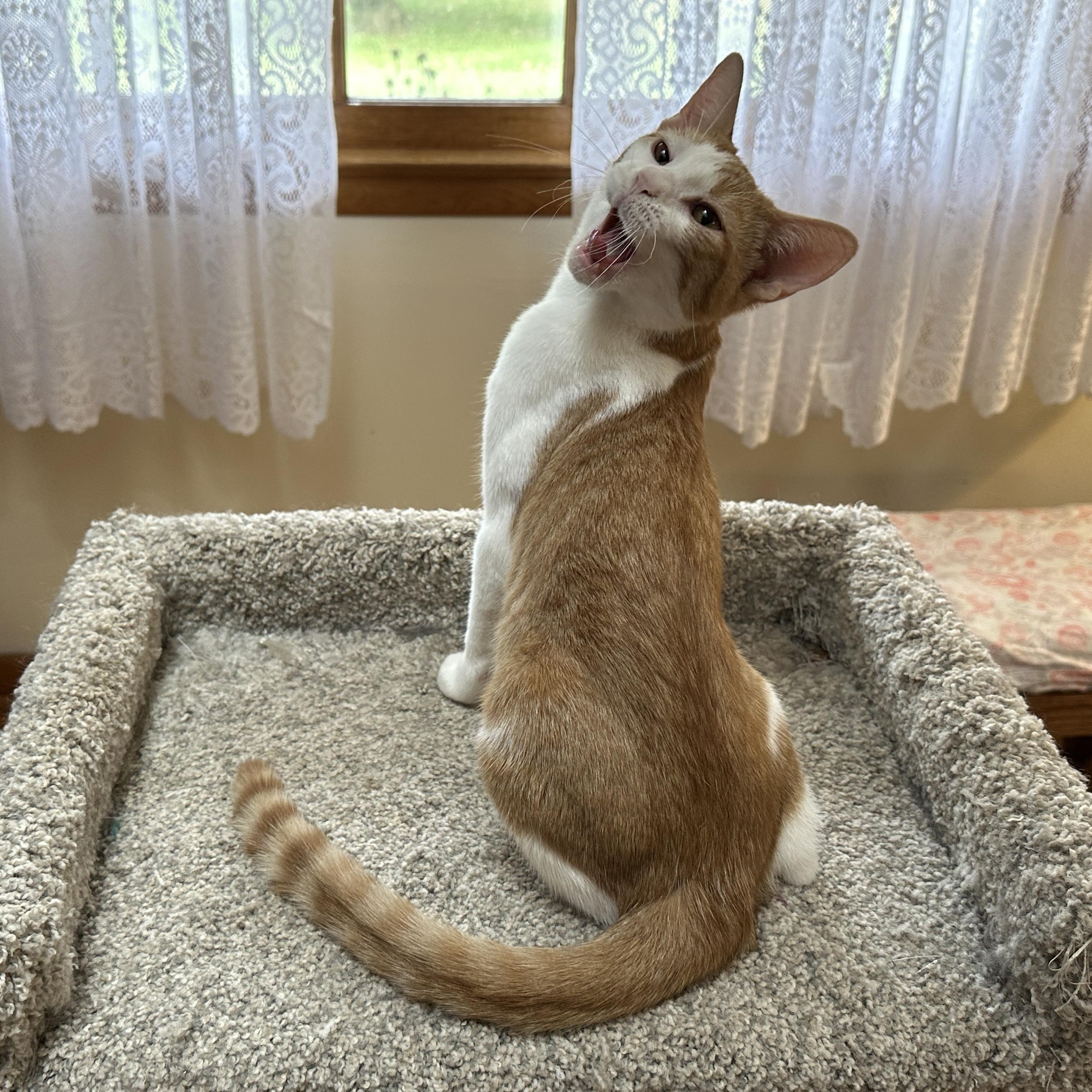 Enlarge Andie, a Adoptable Domestic Short Hair in Baltimore, MD image 2/5