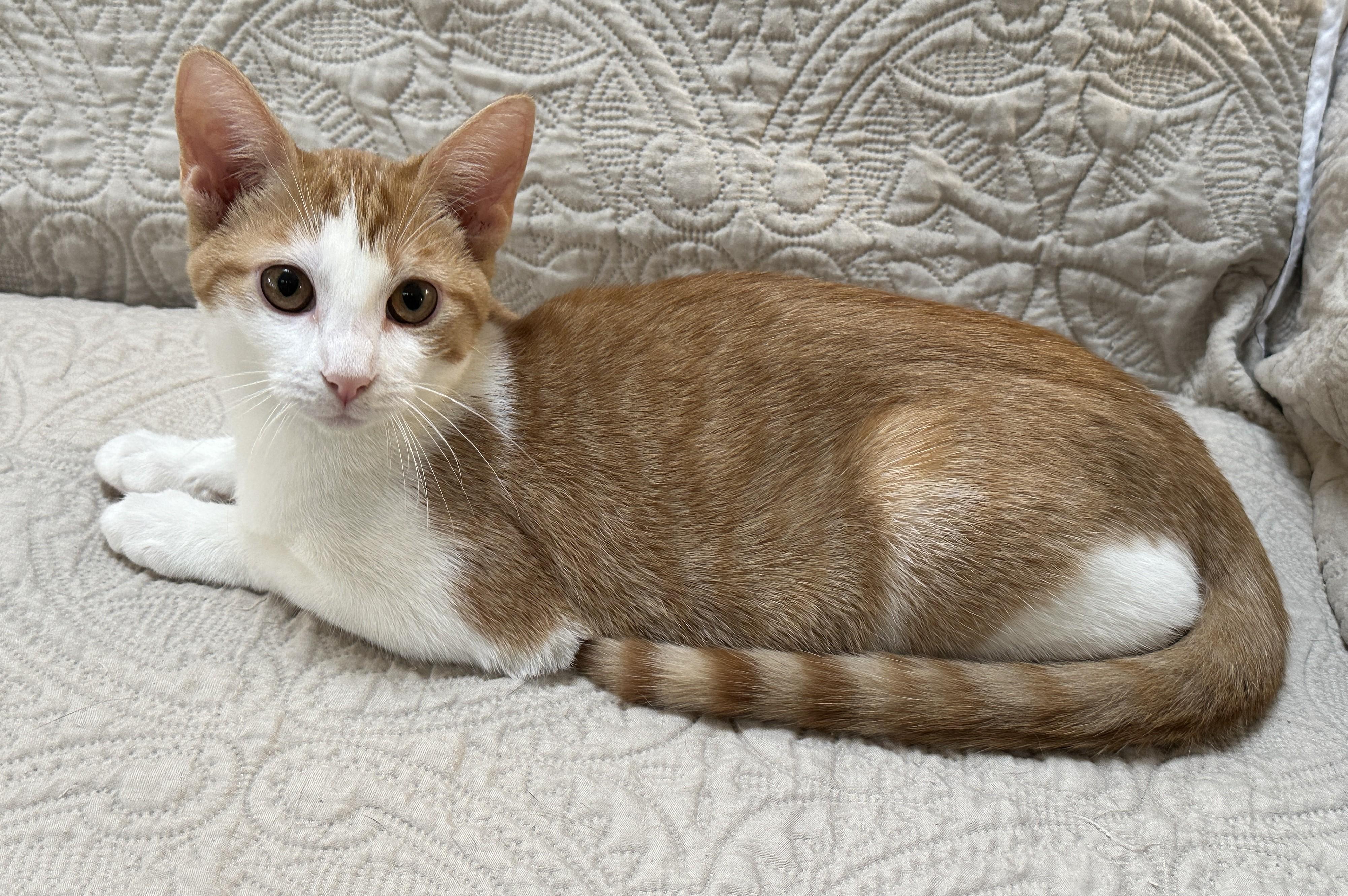 Enlarge Andie, a Adoptable Domestic Short Hair in Baltimore, MD image 5/5
