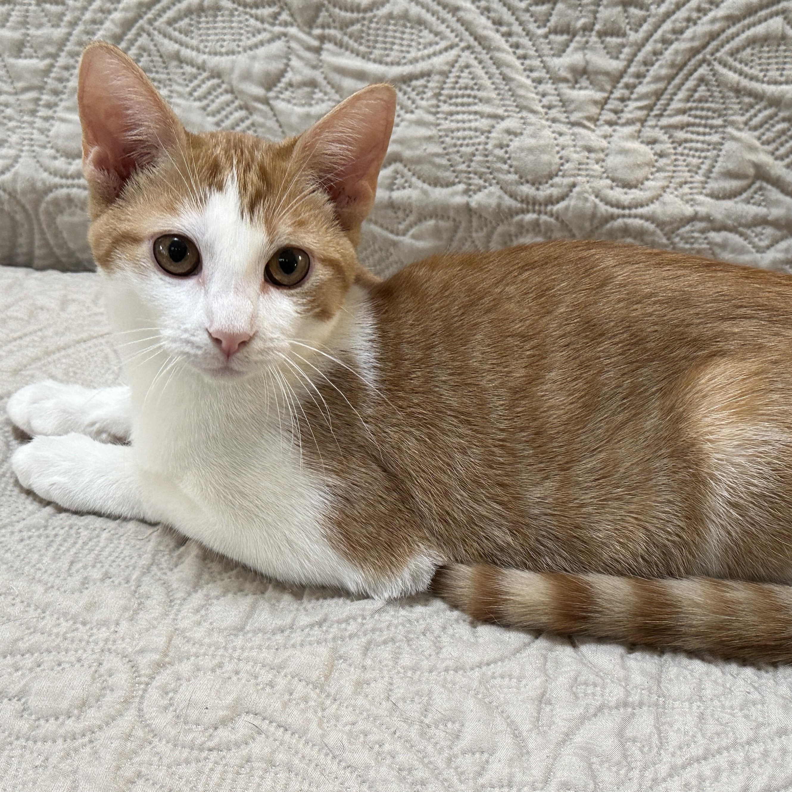 Enlarge Andie, a Adoptable Domestic Short Hair in Baltimore, MD image 3/5