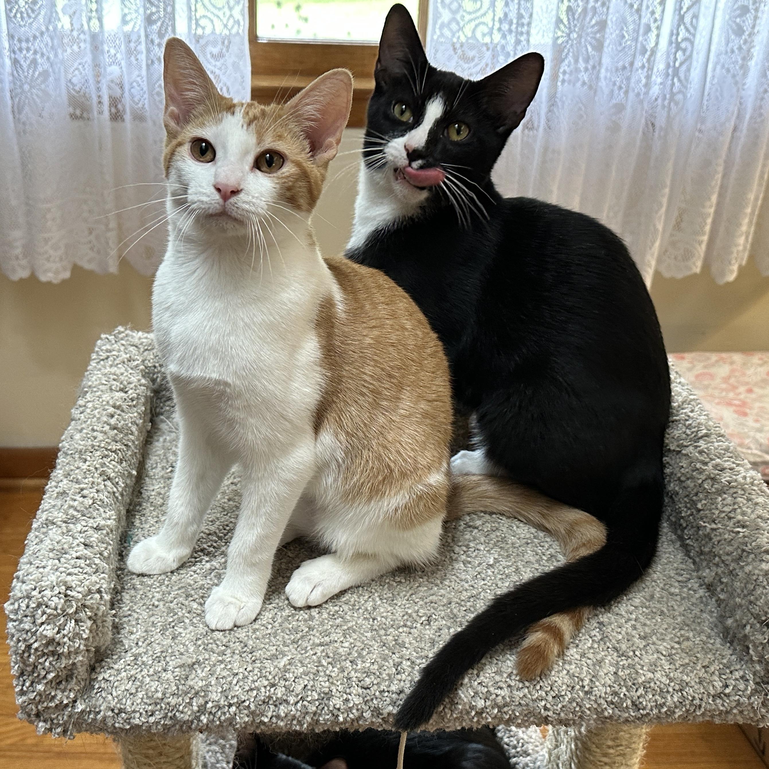 Enlarge Andie, a Adoptable Domestic Short Hair in Baltimore, MD image 3/5