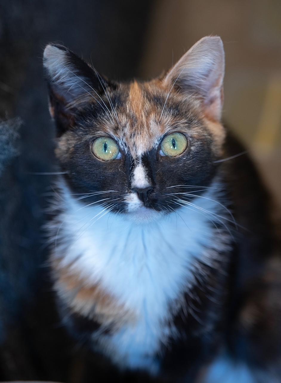 DALLAS, ADOPTABLE, Young Female Domestic Short Hair.