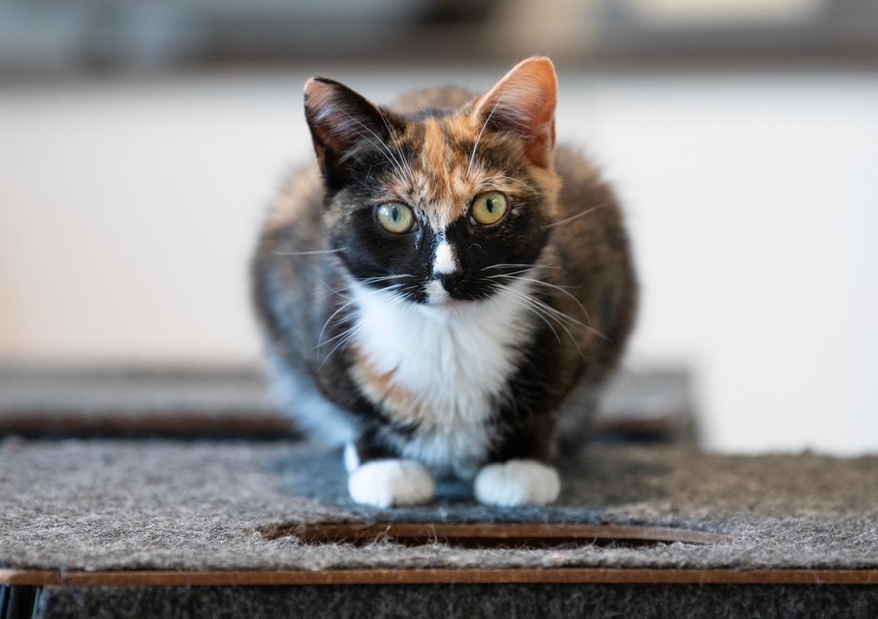 Enlarge DALLAS, a ADOPTABLE Domestic Short Hair in New York, NY image 2/2