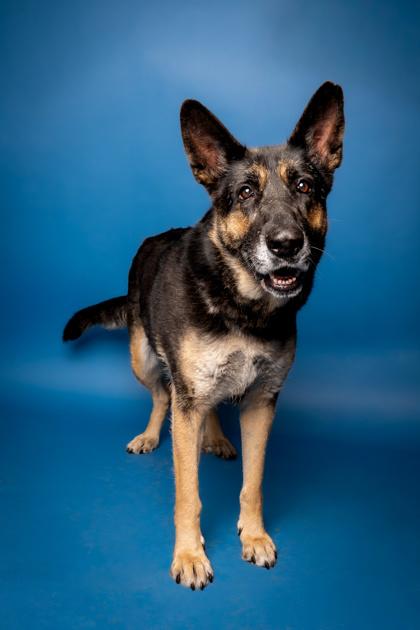 Enlarge Rose, a Adoptable mixed breed in Pendleton, OR image 1/3