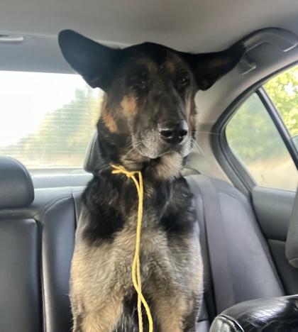 Rose, a Adoptable mixed breed in Pendleton, OR image 1/2