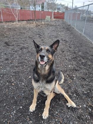 Enlarge Rose, a Adoptable mixed breed in Pendleton, OR image 1/2