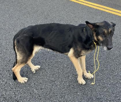 Rose, a Adoptable mixed breed in Pendleton, OR image 2/2
