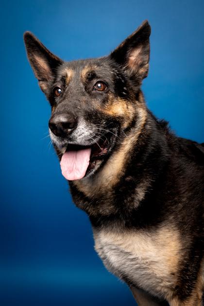 Enlarge Rose, a Adoptable mixed breed in Pendleton, OR image 3/3