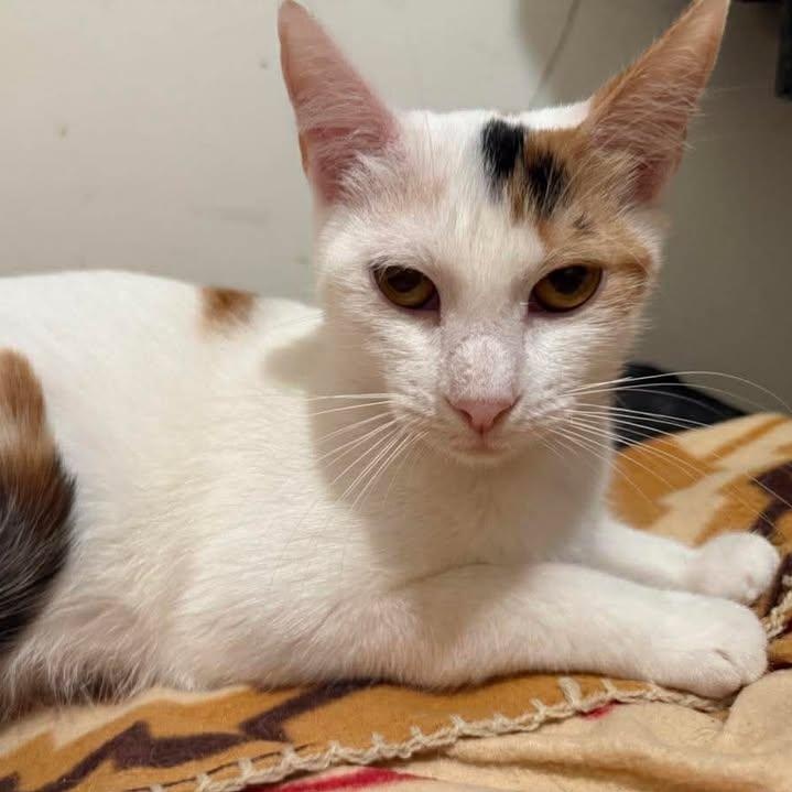 Enlarge Ysabeau, a ADOPTABLE Domestic Short Hair in Wilmington, NC image 1/3