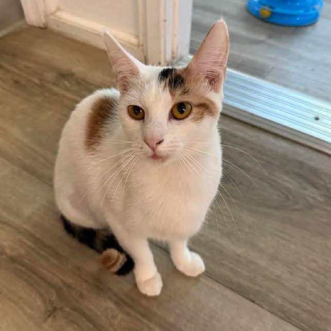 Enlarge Ysabeau, a ADOPTABLE Domestic Short Hair in Wilmington, NC image 3/3