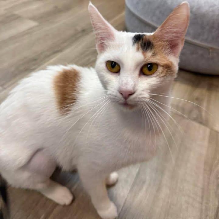 Enlarge Ysabeau, a ADOPTABLE Domestic Short Hair in Wilmington, NC image 2/3