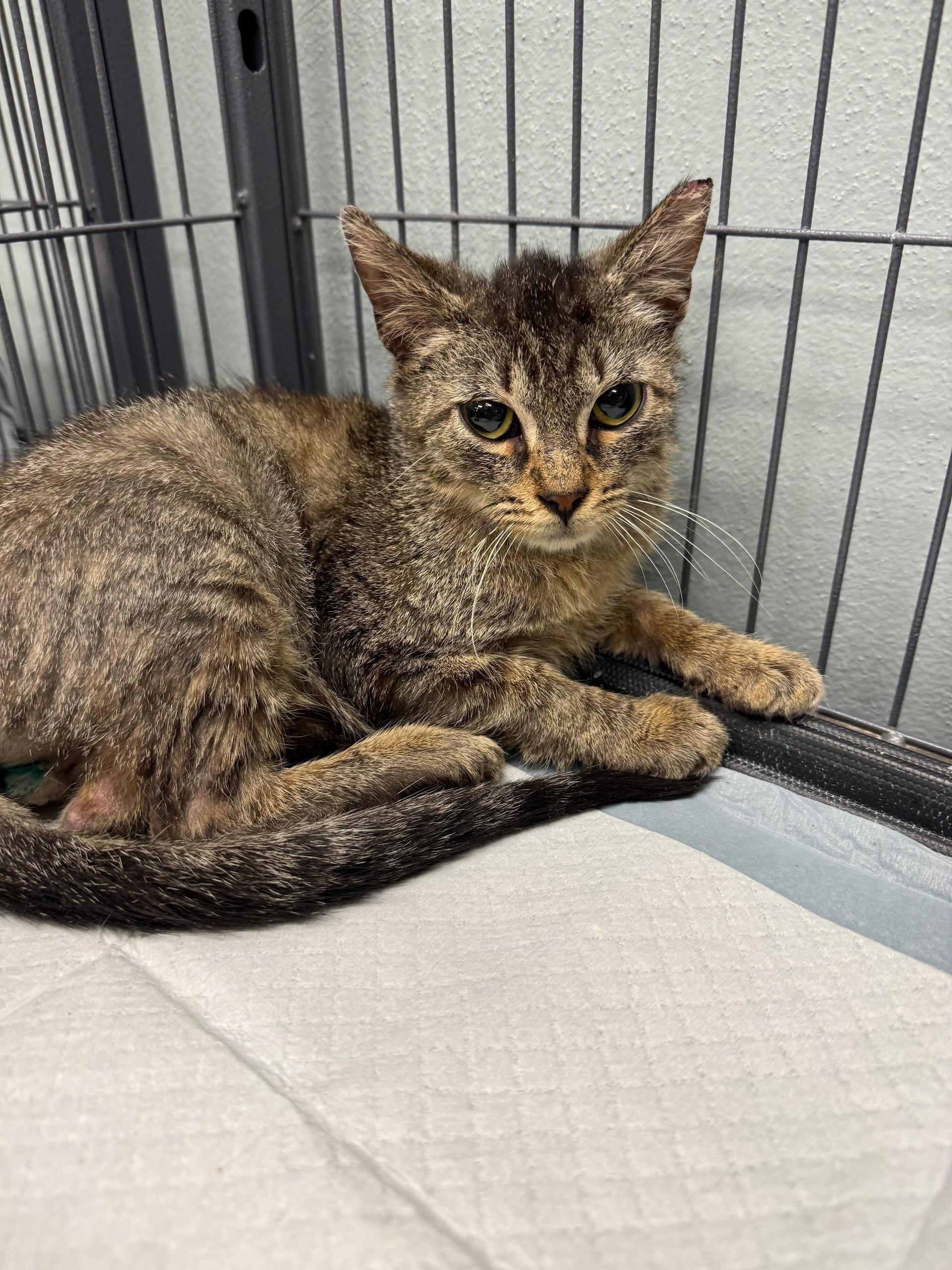 Enlarge ROMEO, a ADOPTABLE Domestic Short Hair in Miami, FL image 1/1