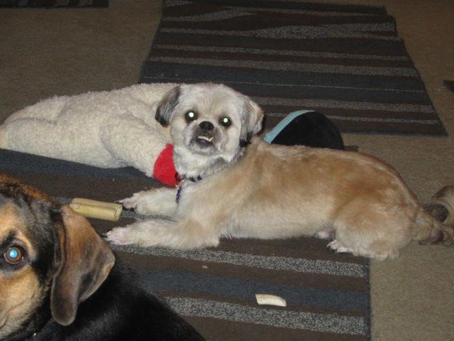 Chewy, Adopted, Adult Male Shih Tzu.