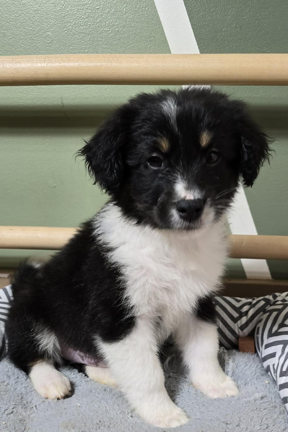 Enlarge Jethro, an adopted mixed breed in Grand Rapids, MI image 3/3