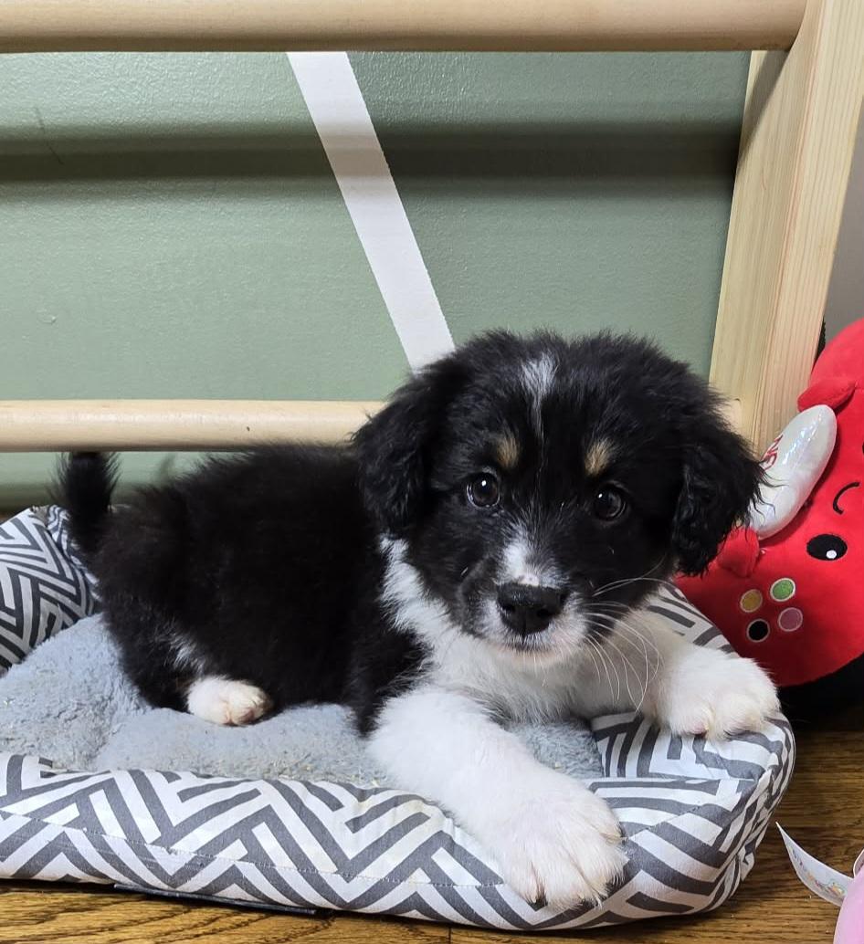 Enlarge Jethro, an adopted mixed breed in Grand Rapids, MI image 2/3