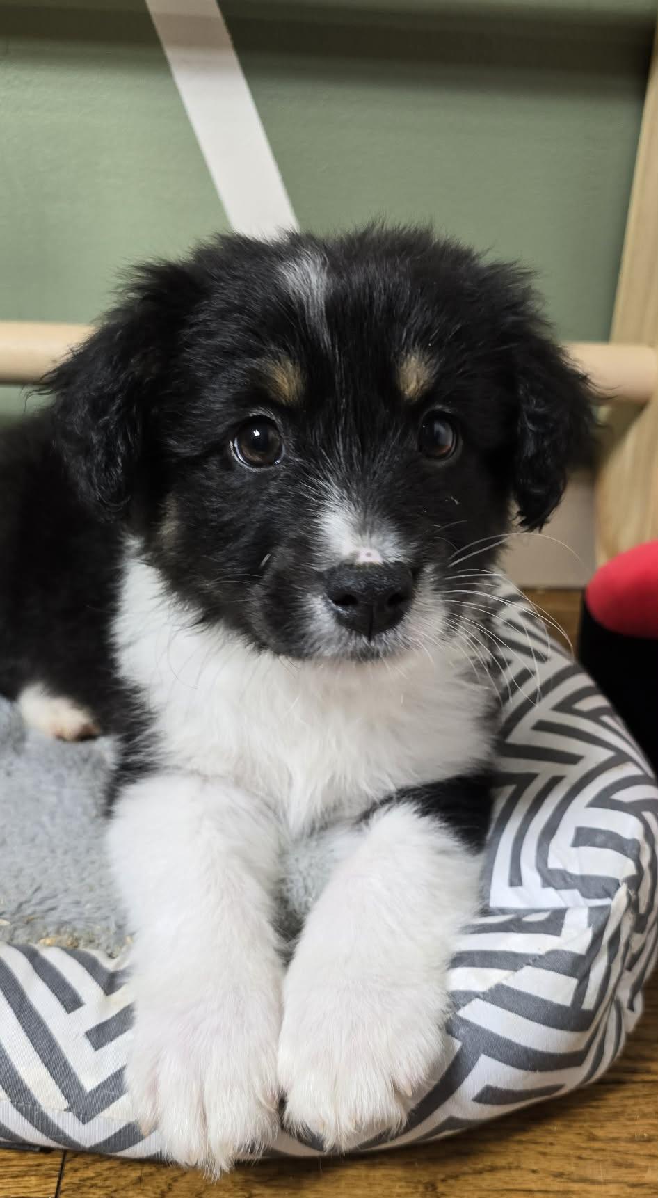 Jethro, ADOPTABLE, Puppy Male Australian Shepherd.