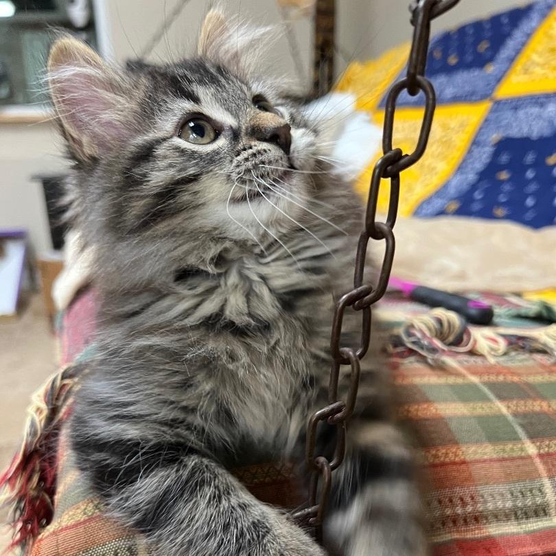 Enlarge Quadra, a Adopted Domestic Long Hair in Brighton, MI image 1/1