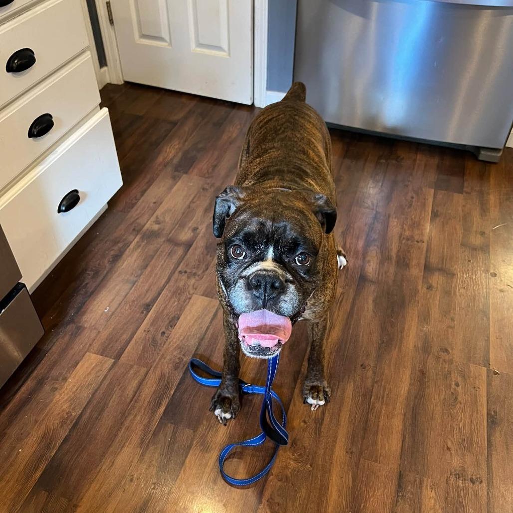 Walter, Adoptable, Adult Male Boxer.