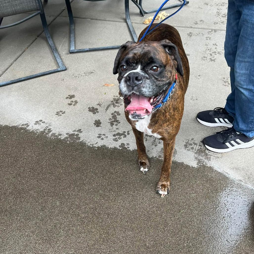 Enlarge Walter, a Adoptable Boxer in McMinnville, OR image 2/3