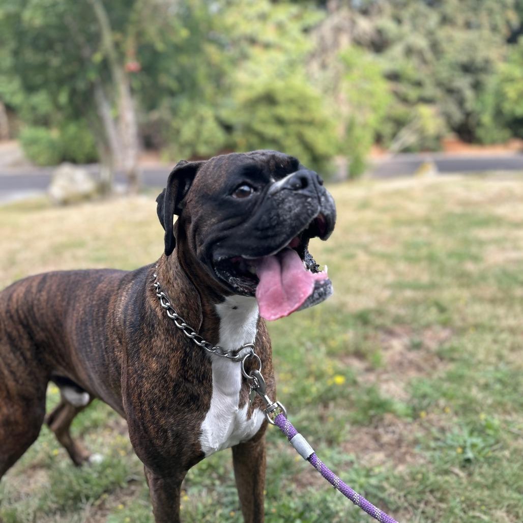 Enlarge Walter, a Adoptable Boxer in McMinnville, OR image 3/3