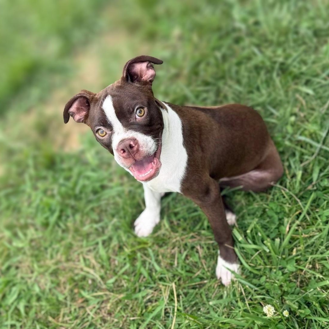Enlarge Wako, an adopted mixed breed in Lebanon, TN image 1/5