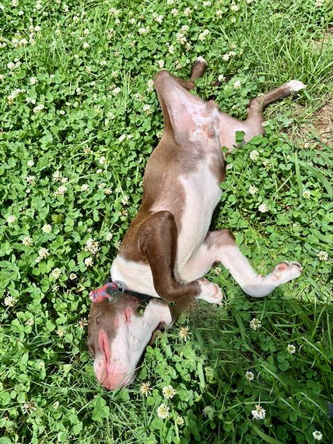 Enlarge Wako, an adopted mixed breed in Lebanon, TN image 5/5
