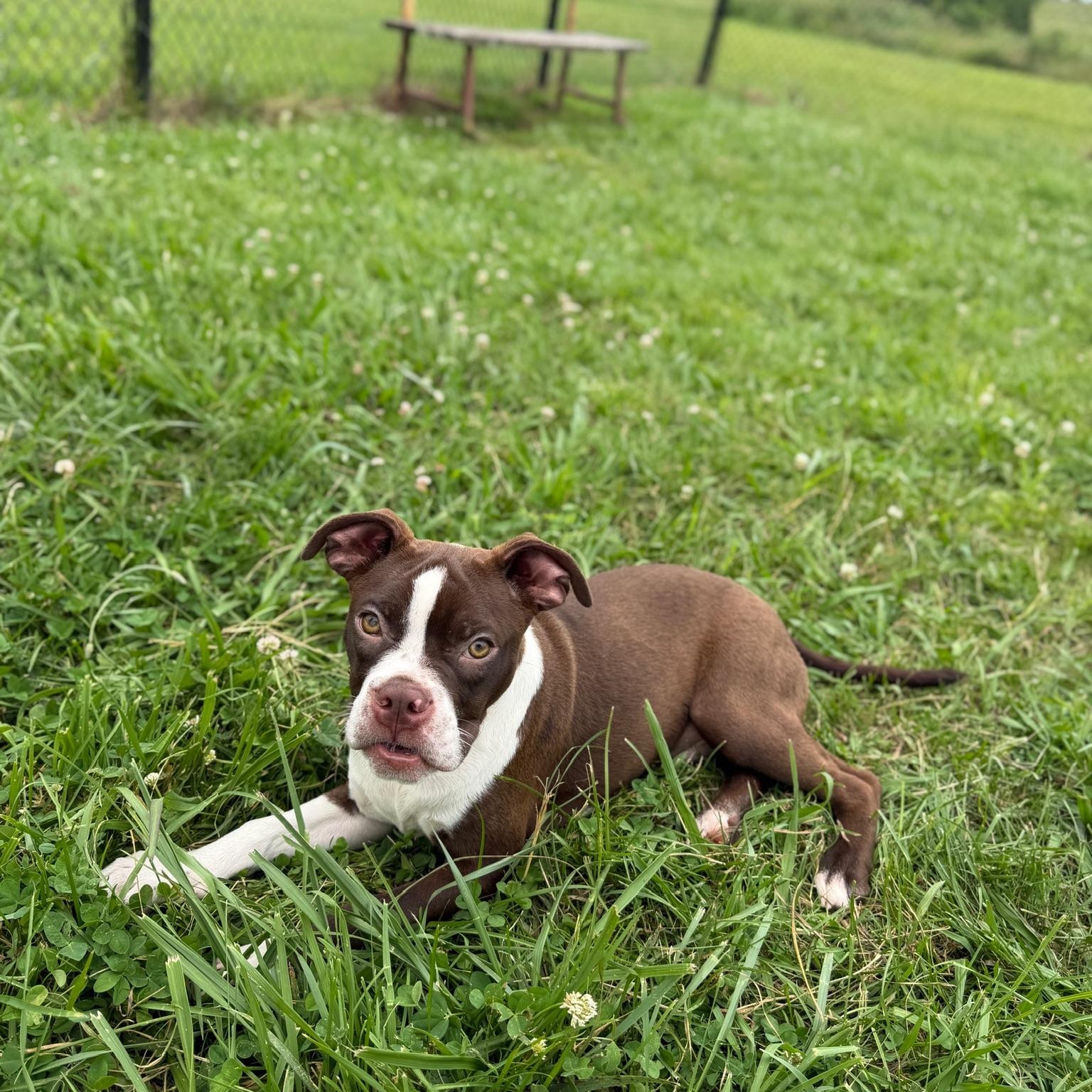 Enlarge Wako, an adopted mixed breed in Lebanon, TN image 4/5