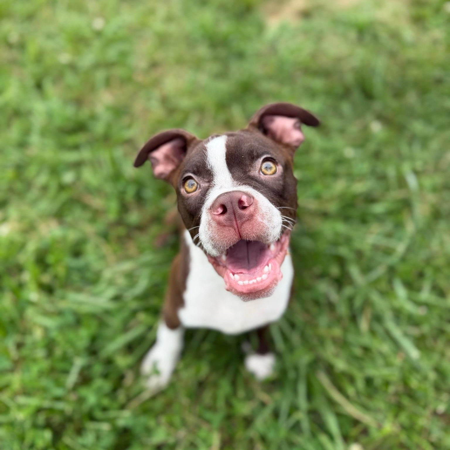Enlarge Wako, an adopted mixed breed in Lebanon, TN image 2/5