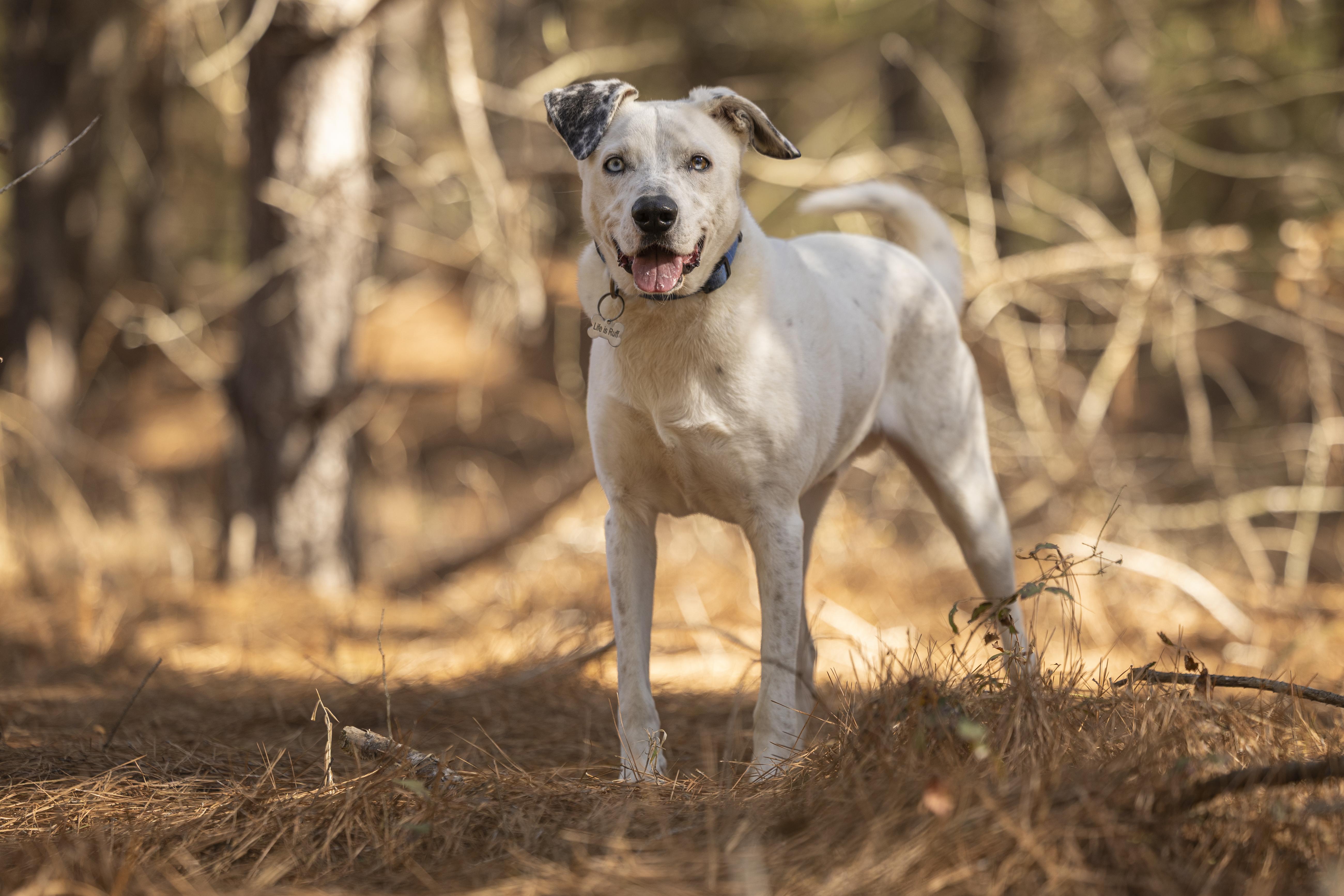 Enlarge Rosco, a ADOPTABLE mixed breed in Tyler, TX image 3/6