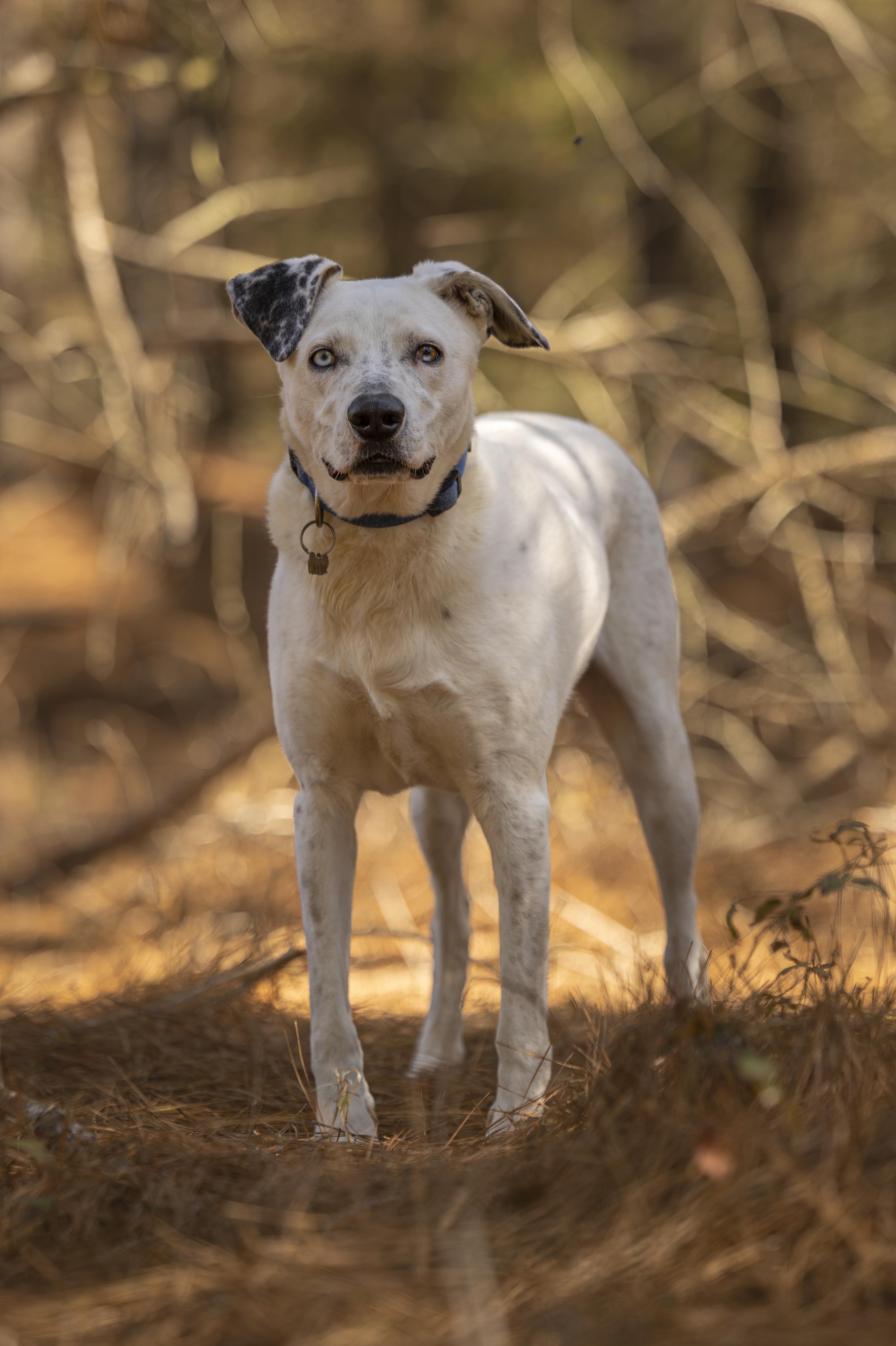 Enlarge Rosco, a ADOPTABLE mixed breed in Tyler, TX image 1/6
