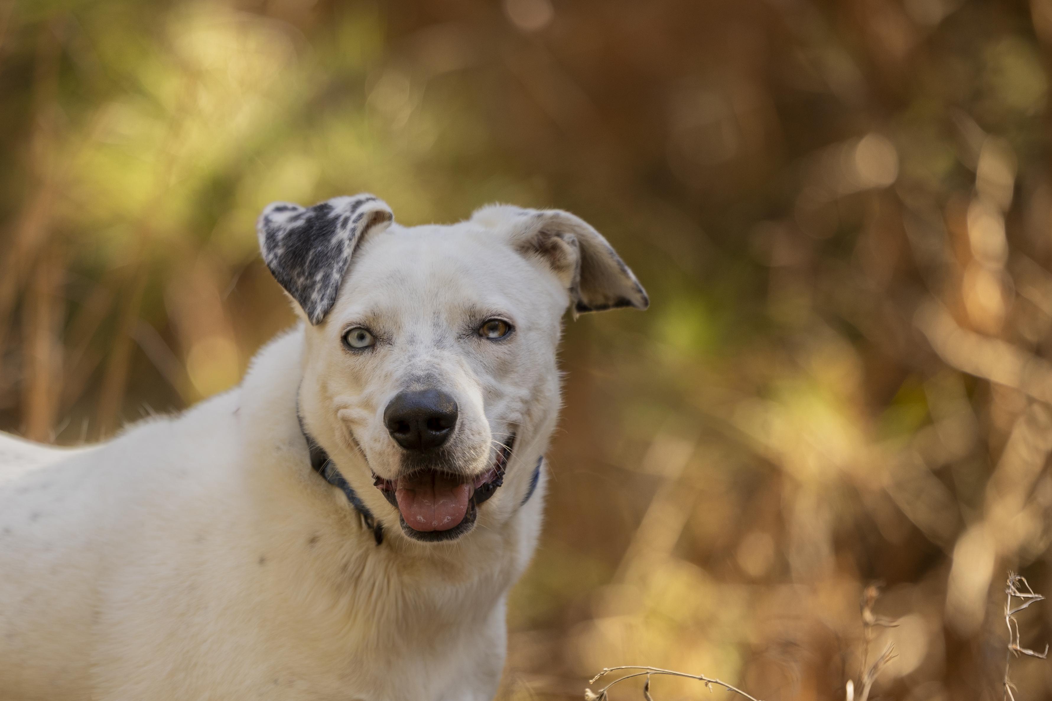 Enlarge Rosco, a ADOPTABLE mixed breed in Tyler, TX image 2/6
