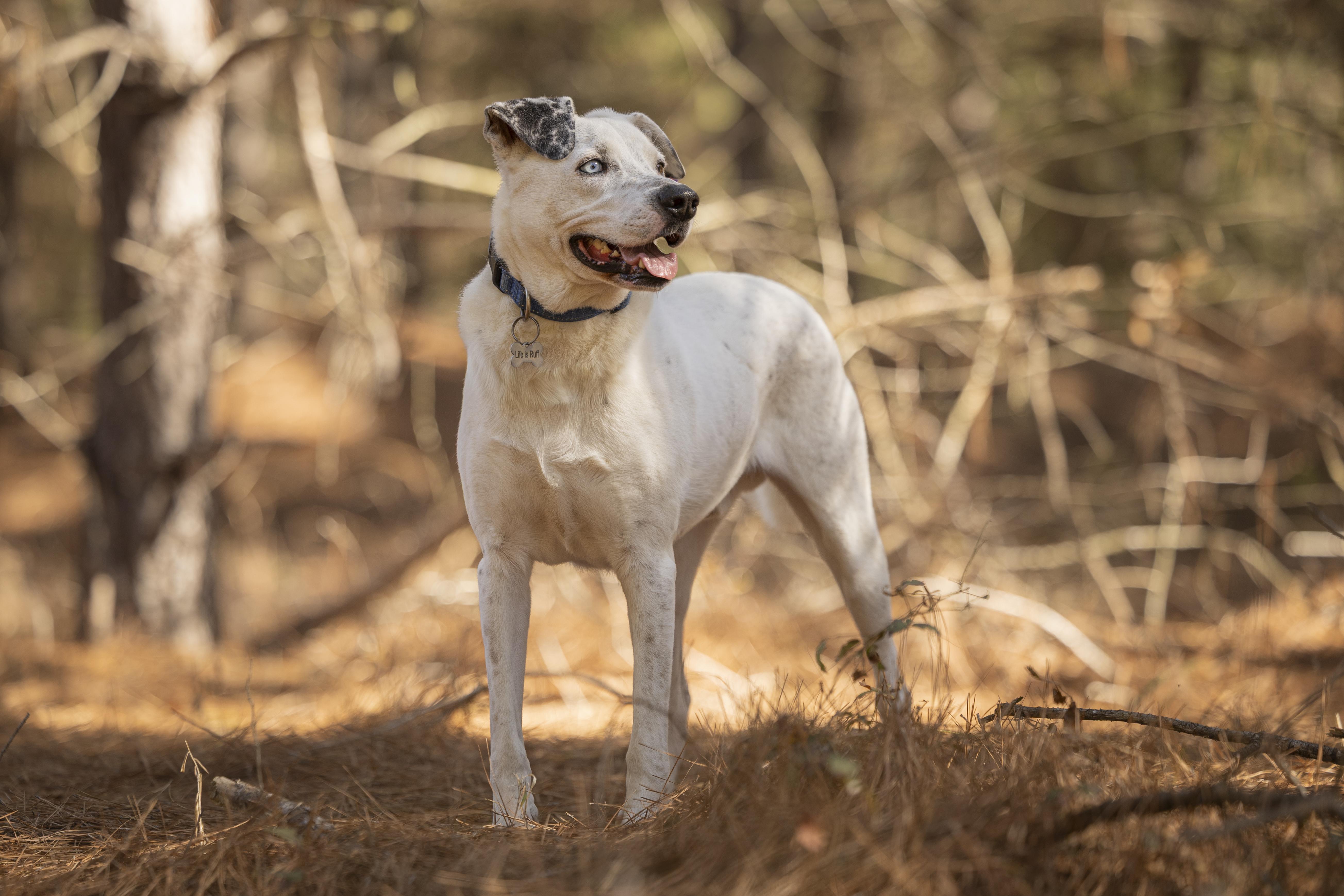 Enlarge Rosco, a ADOPTABLE mixed breed in Tyler, TX image 6/6