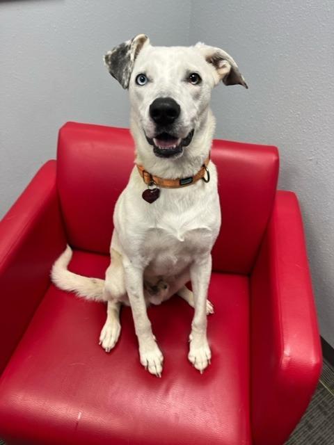 Enlarge Rosco, a ADOPTABLE mixed breed in Tyler, TX image 5/6