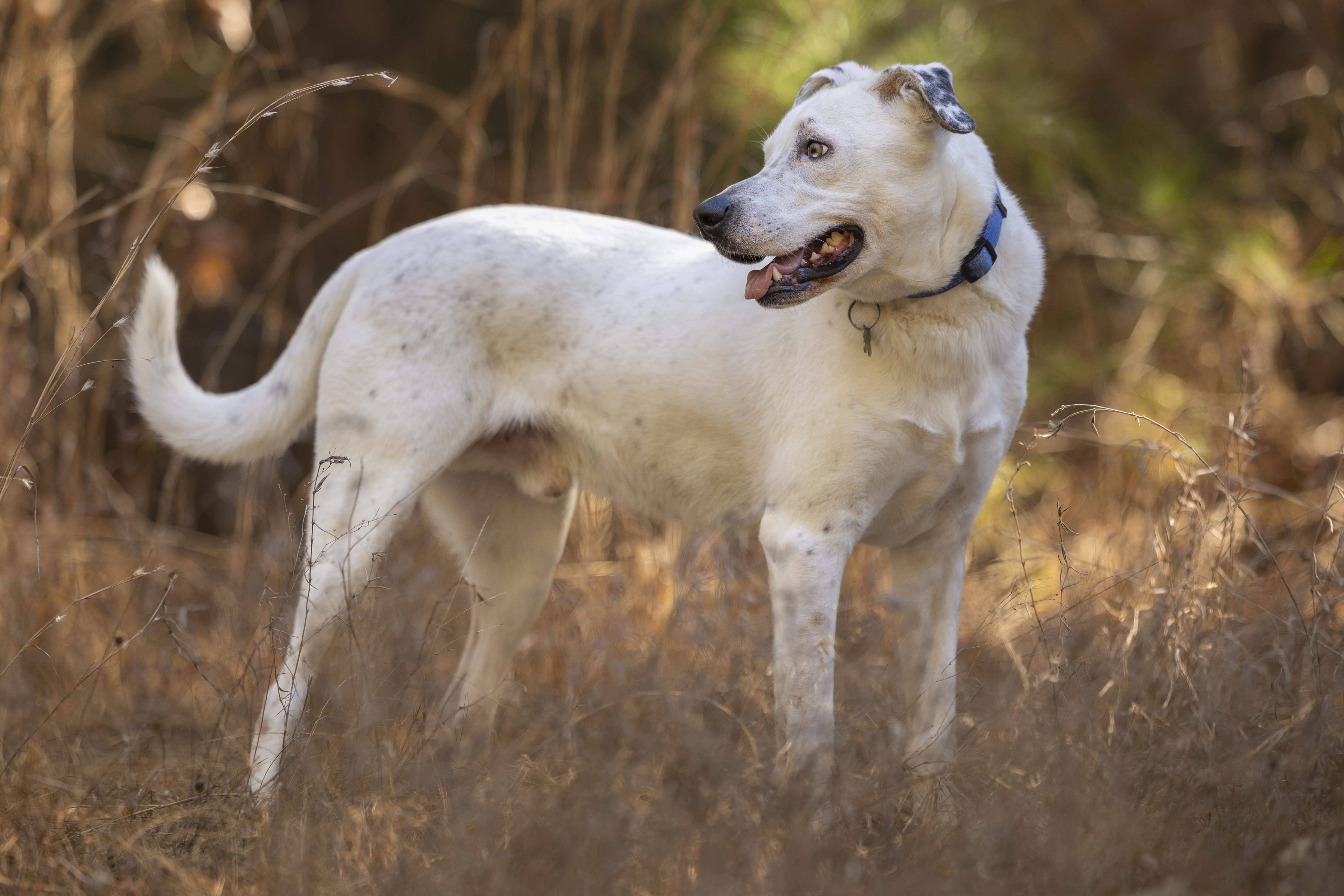 Enlarge Rosco, a ADOPTABLE mixed breed in Tyler, TX image 4/6