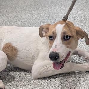 Winnie, Adoptable, Adult Female Whippet & Hound.