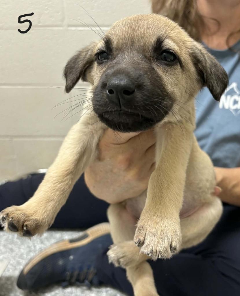Camden, Adoptable, Puppy Female German Shepherd Dog & Labrador Retriever.