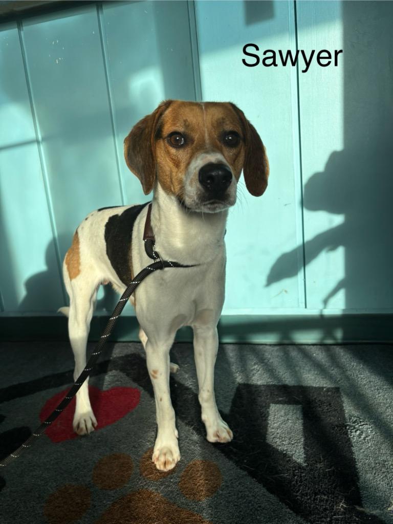 B14 Sawyer, Adoptable, Adult Male Beagle & Hound.