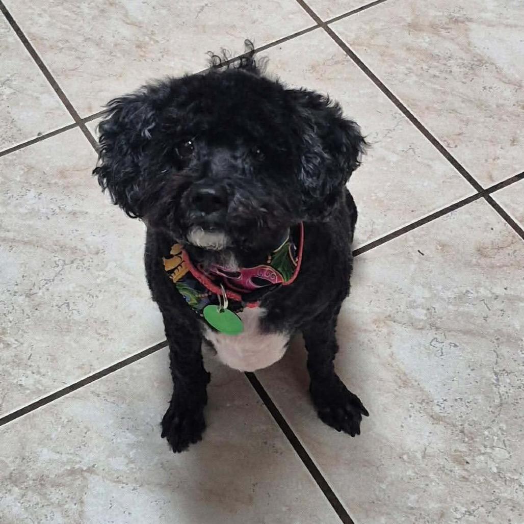 Scarlett — thumbnail 2