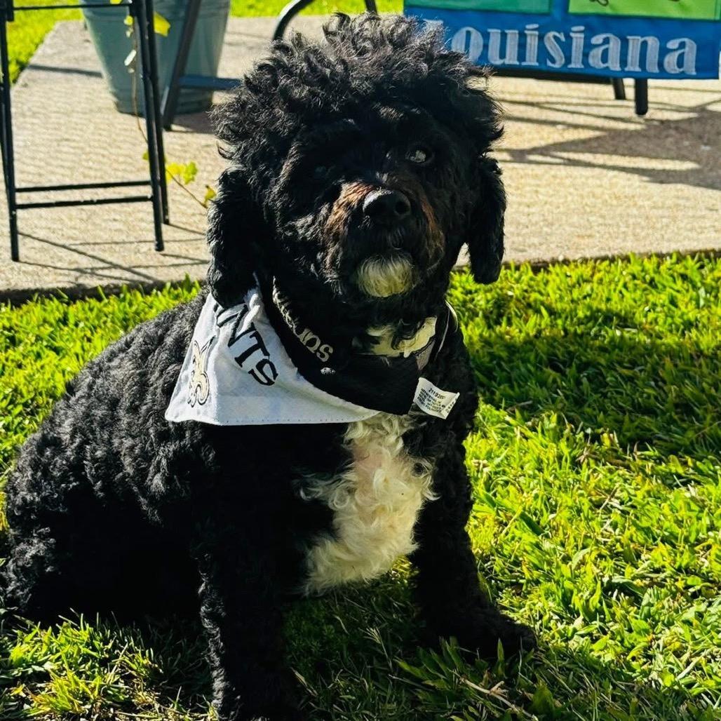 Scarlett — thumbnail 3