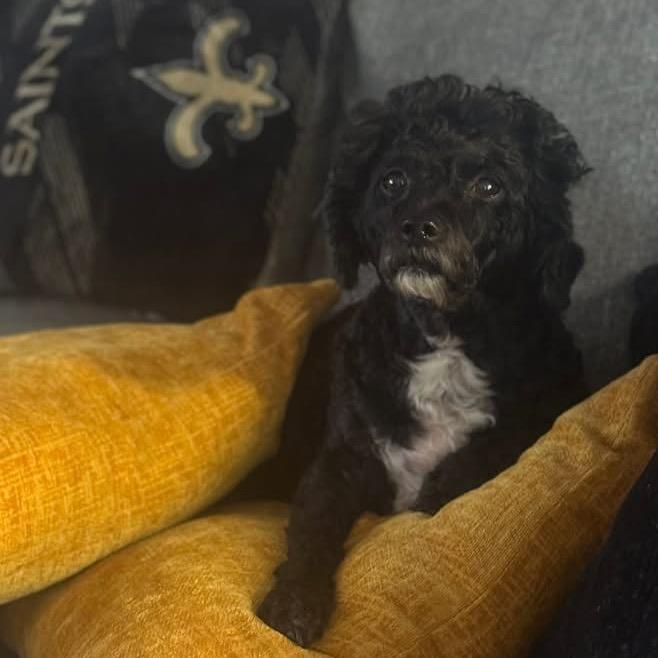 Scarlett — thumbnail 4