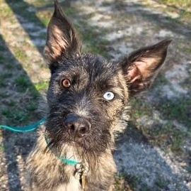 Blu, Adoptable, Young Male Black Labrador Retriever & Boston Terrier.