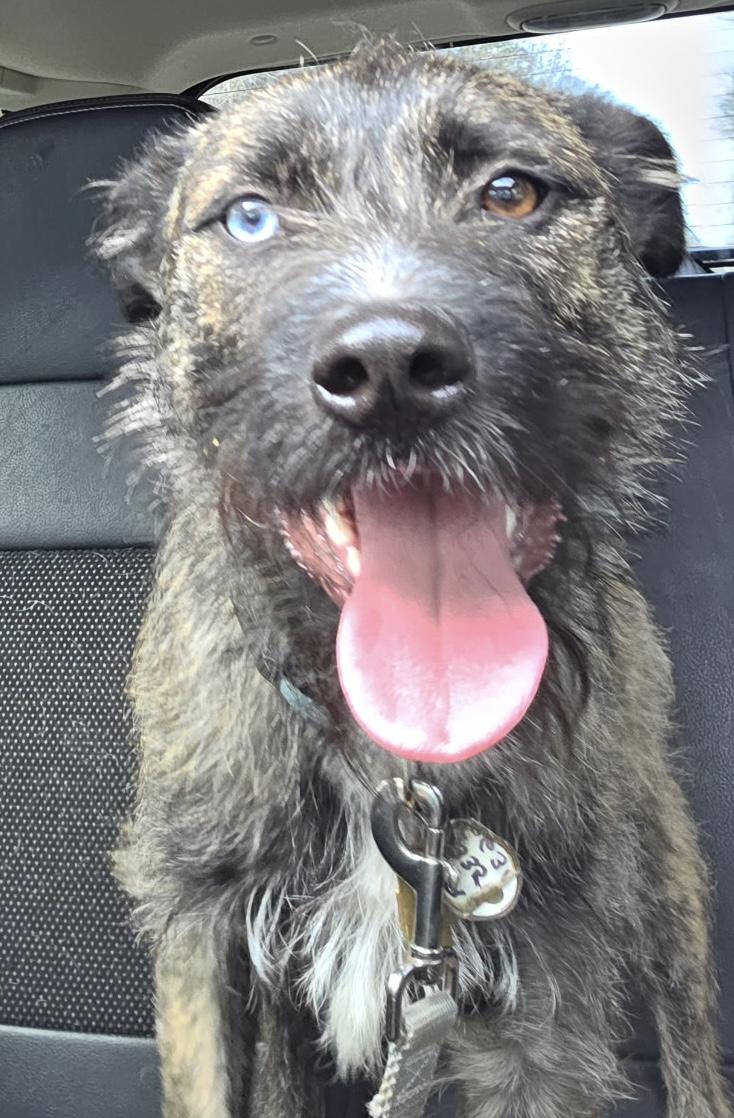 Blu, a Adoptable mixed breed in Egg Harbor City, NJ image 4/4