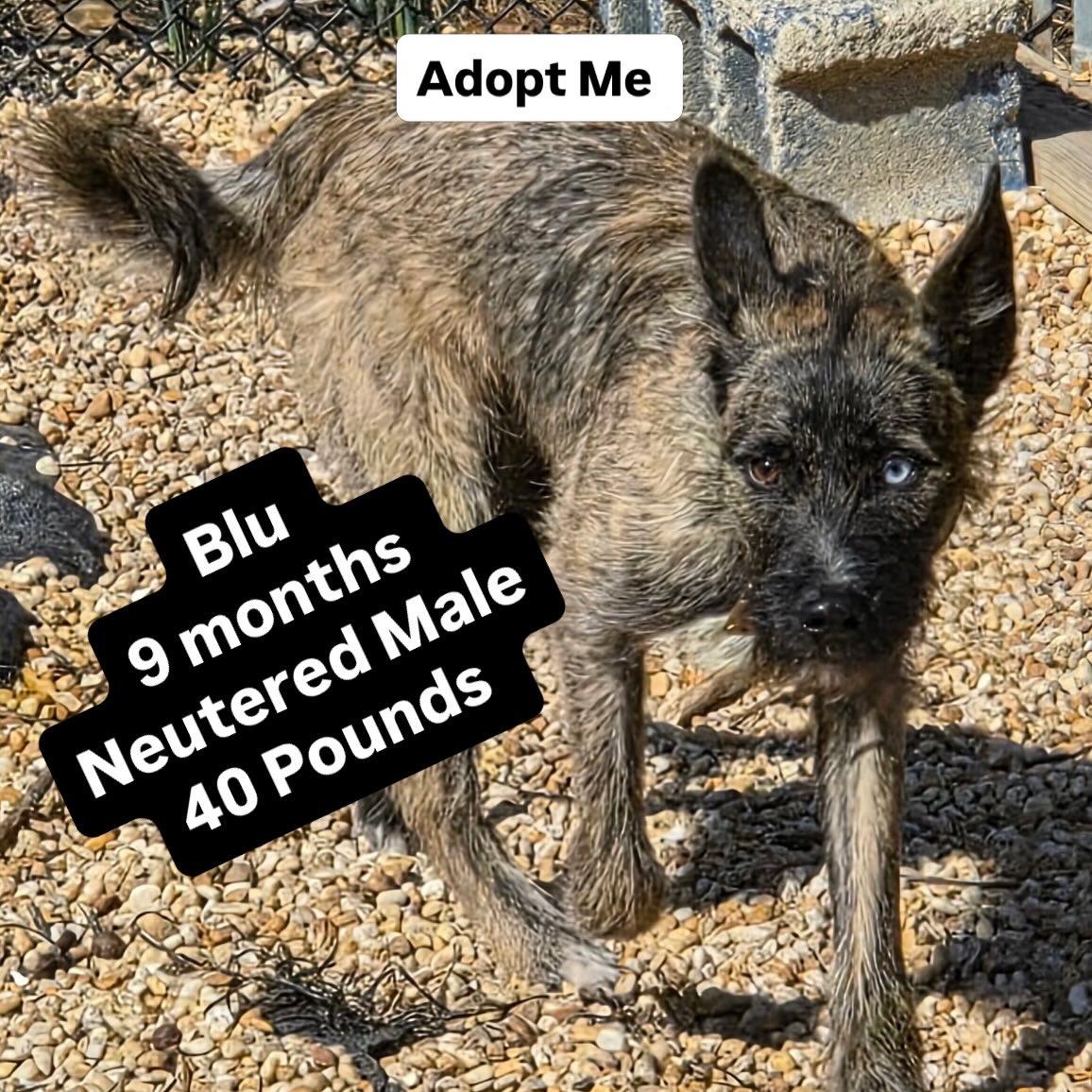 Blu, a Adoptable mixed breed in Egg Harbor City, NJ image 1/4