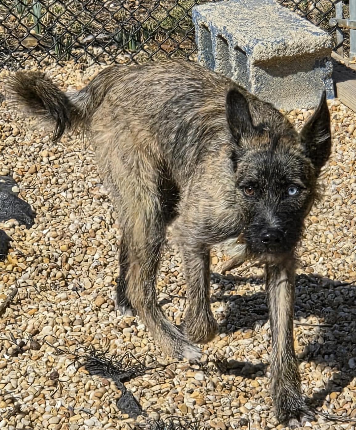 Blu, a Adoptable mixed breed in Egg Harbor City, NJ image 2/4